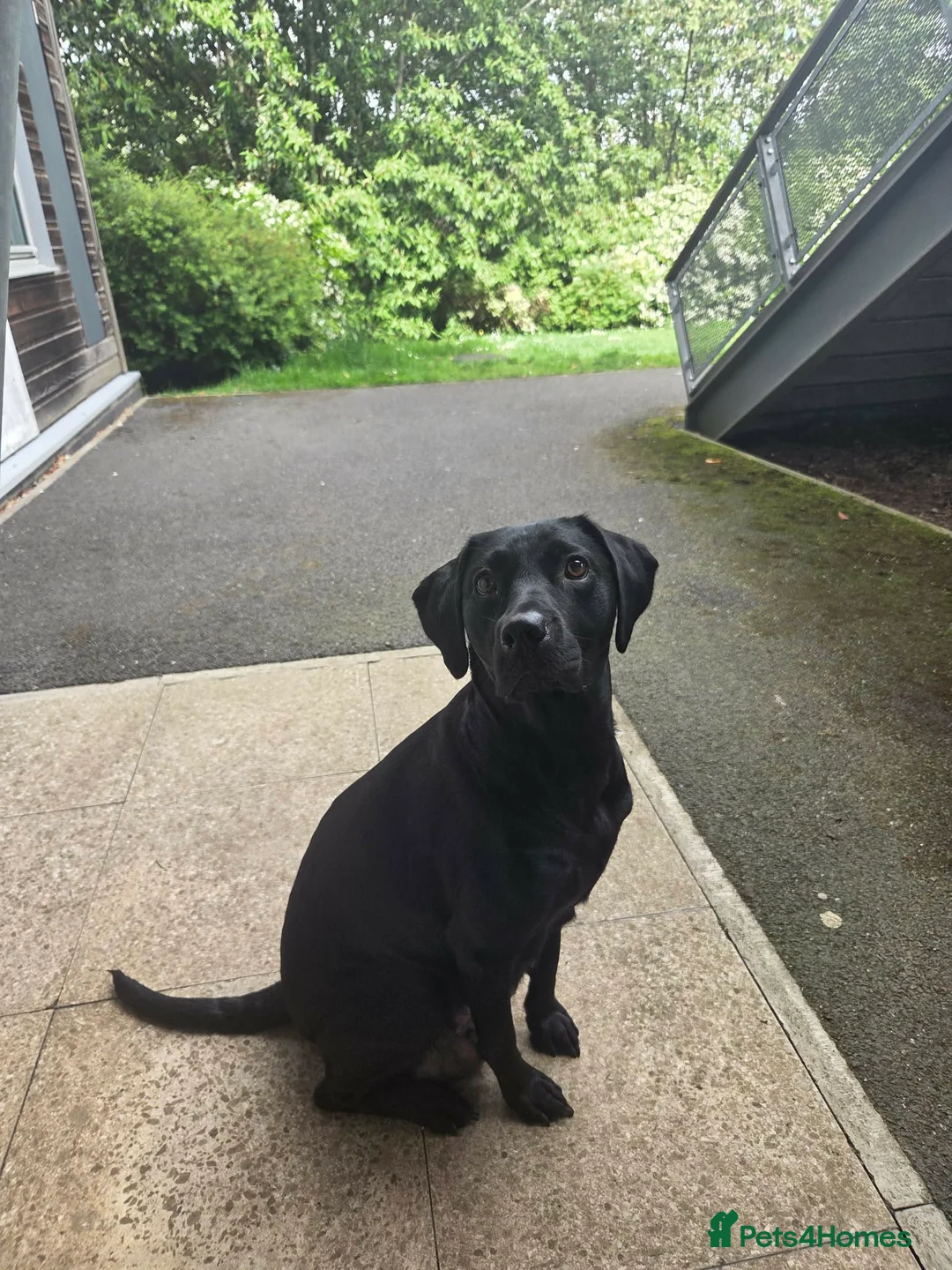 Labrador Retriever dogs for sale: Strong healthy Labrador puppies in Gateshead - Advert 2