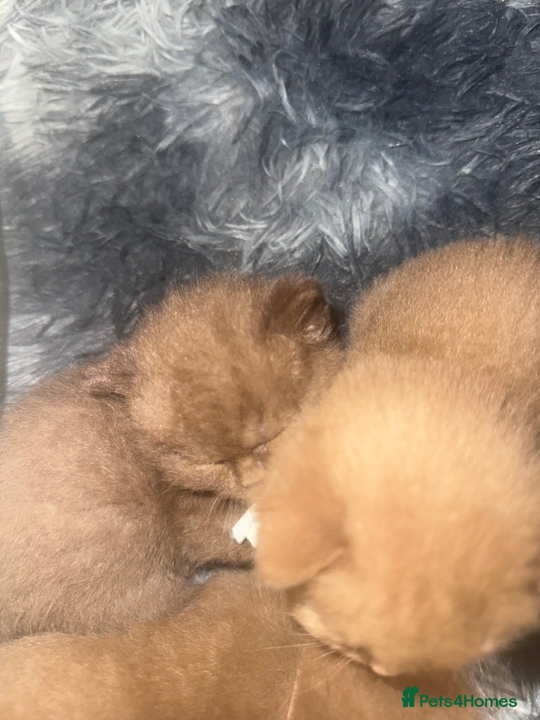 British Shorthair cats for sale: British shorthair kittens  - Image 15