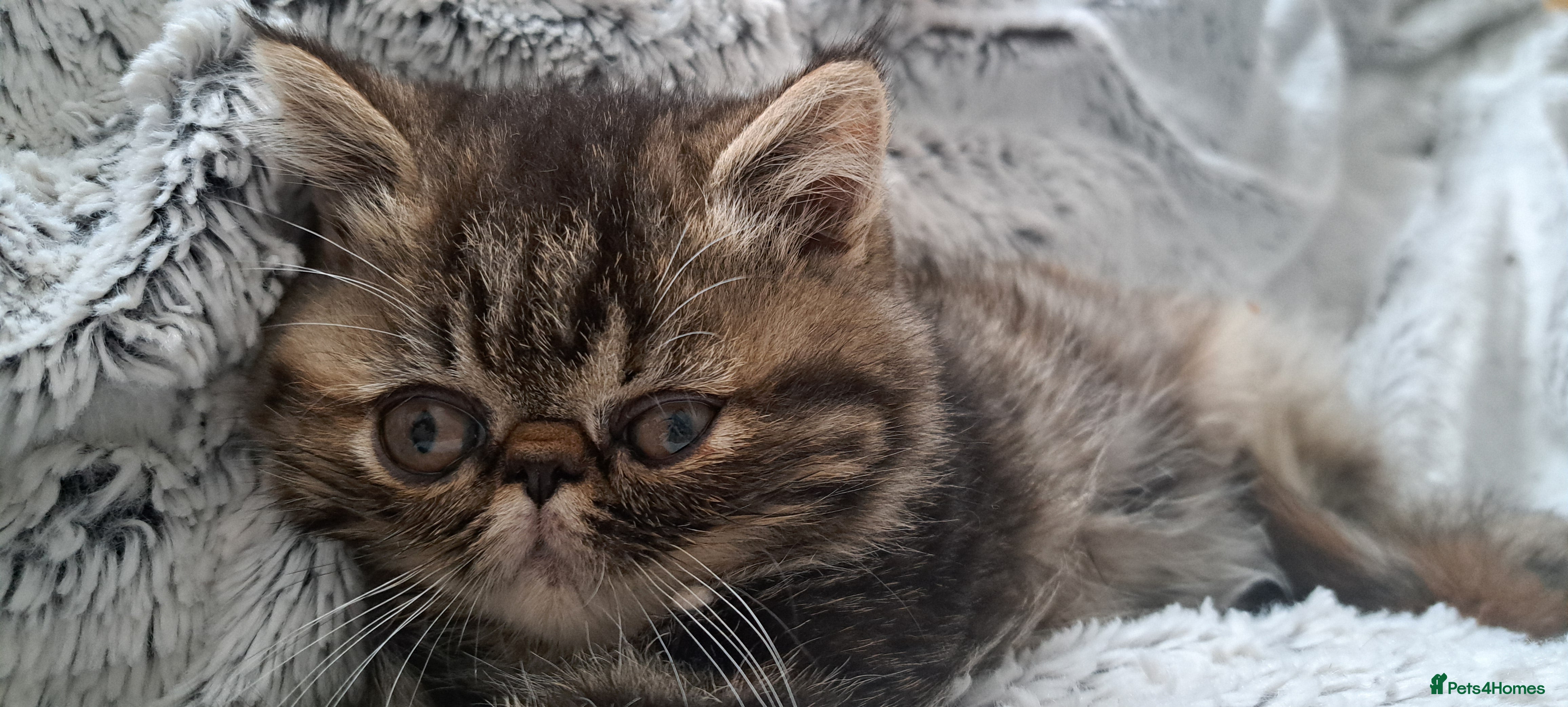 Exotic cats for sale: Gorgeous Exotic kittens in Leigh-on-Sea - Advert 2