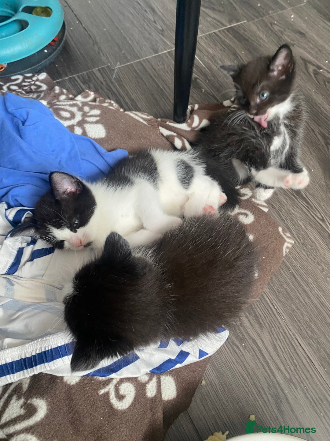 Mixed Breed cats for sale: 5 beautiful black and white kitties  - Image 13