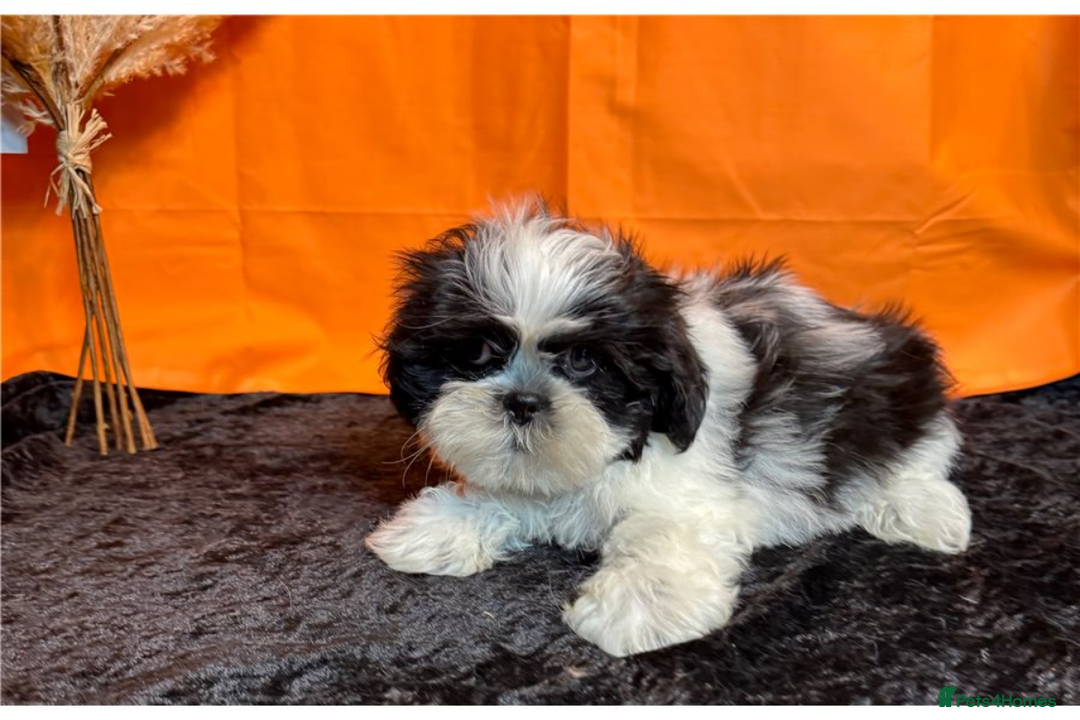 Shih Tzu dogs for sale: Adorable Shih Tzu Puppies – Ready for Loving Homes - Image 6