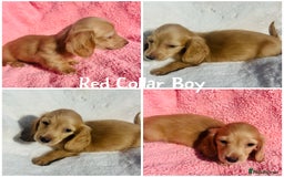 Miniature Dachshund dogs for sale: ⭐️Last two⭐️Long Hair KC Reg miniature Dashunds  - Image 5