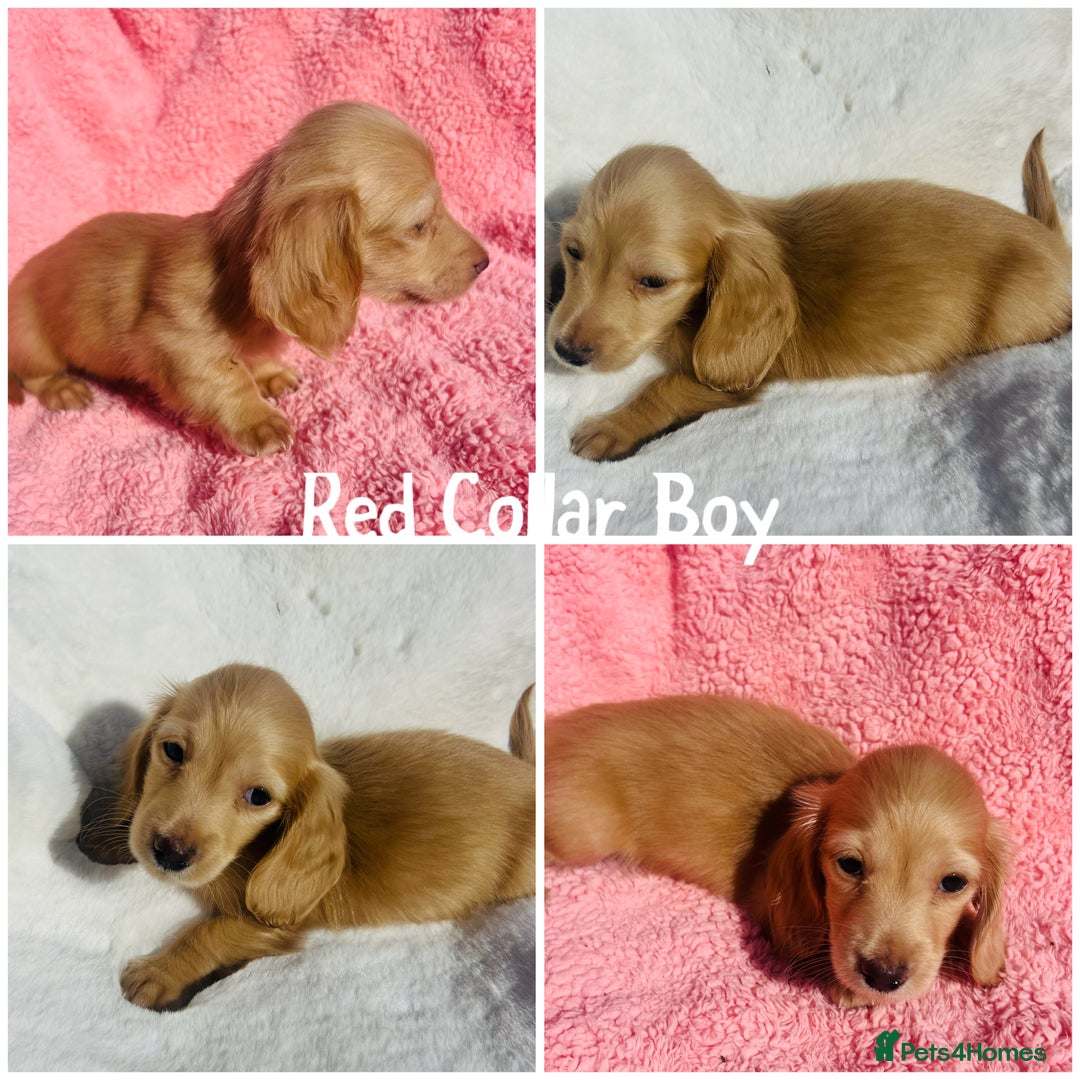 Miniature Dachshund dogs for sale: ⭐️Last two⭐️Long Hair KC Reg miniature Dashunds  - Image 5