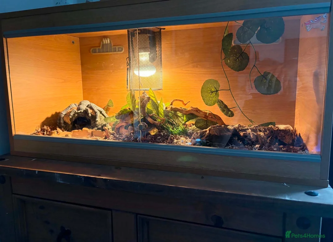 Corn Snake reptiles for sale: reptile viv (comes with everything) - Advert 2