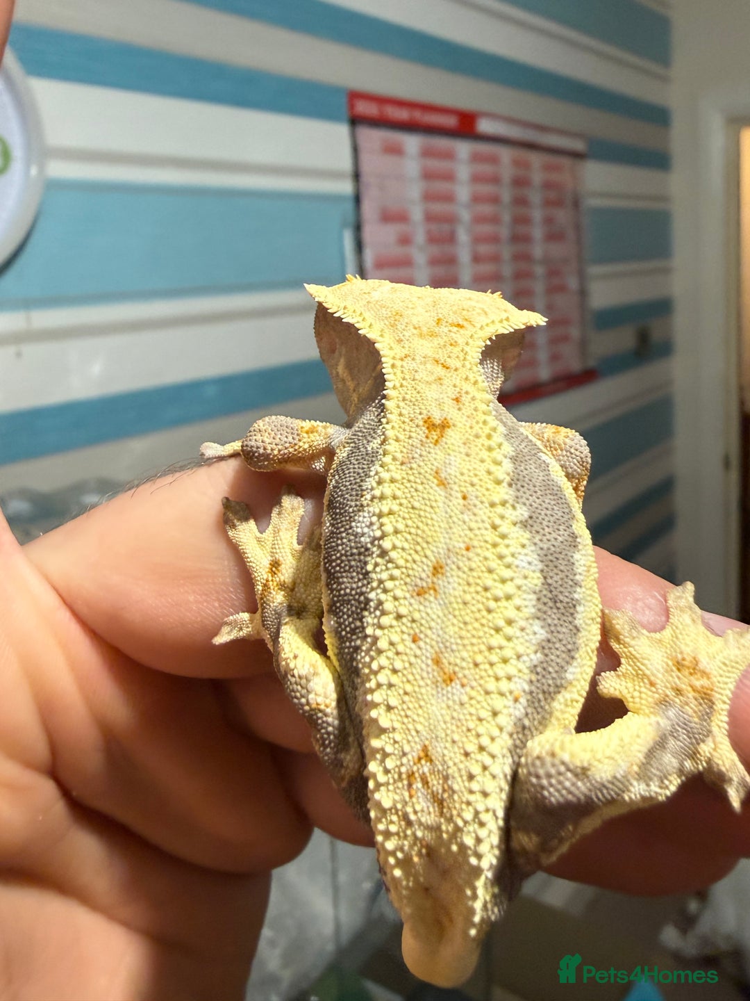 Gecko reptiles for sale: Lilywhite Crested Geckos  - Image 12