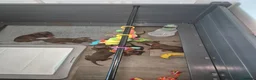 Miniature Dachshund dogs for sale: *KC Reg Miniature Dachshund Puppies available * - Advert 17