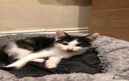 Mixed Breed cats for sale: kitten for sale - Image 7