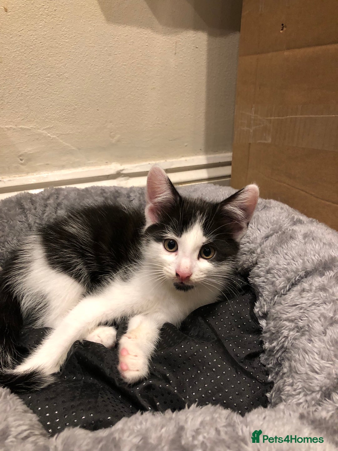 Mixed Breed cats for sale: kitten for sale - Image 7