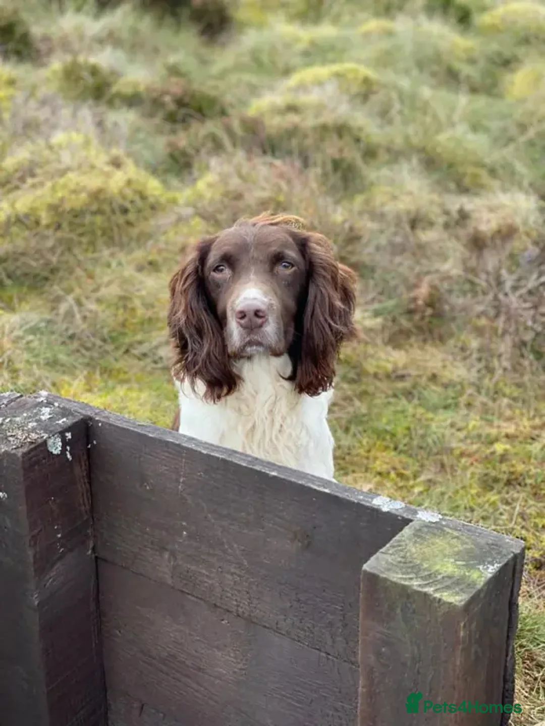 English Springer Spaniel dogs for stud: FIELD TRIAL WINNER, ENGLISH SPRINGER STUD DOG in Bristol - Advert 3