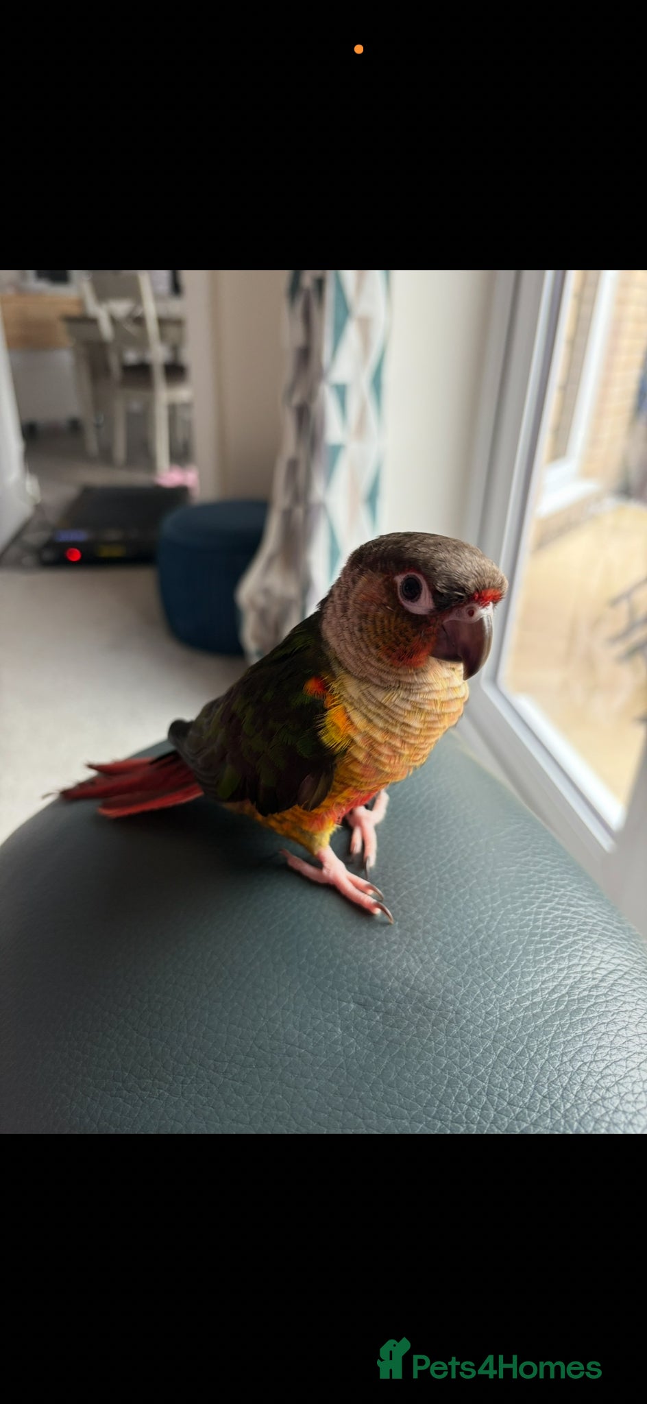Conures birds Kiwi - Green Cheek Conure  - Advert 2