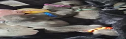 French Bulldog dogs for sale: Blue FrenchBulldog Puppies 3 Generations of Health - Advert 4