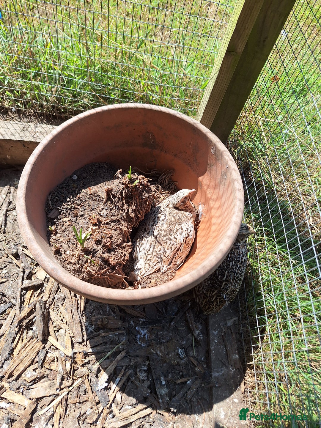 Quail poultry for sale: Sparkly Italian Quails - Image 4
