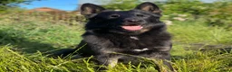 German Shepherd dogs for stud: German Shepard available for stud  - Advert 3