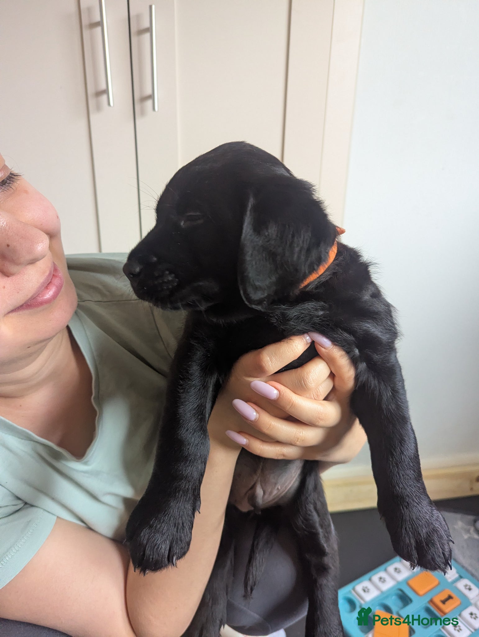 Labrador Retriever dogs Pedrigree Labrador Puppies 3 left, 1 girl, 2 boys - Advert 1