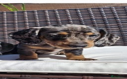 Dachshund dogs for sale: Dachshund puppies 🐶  - Image 12