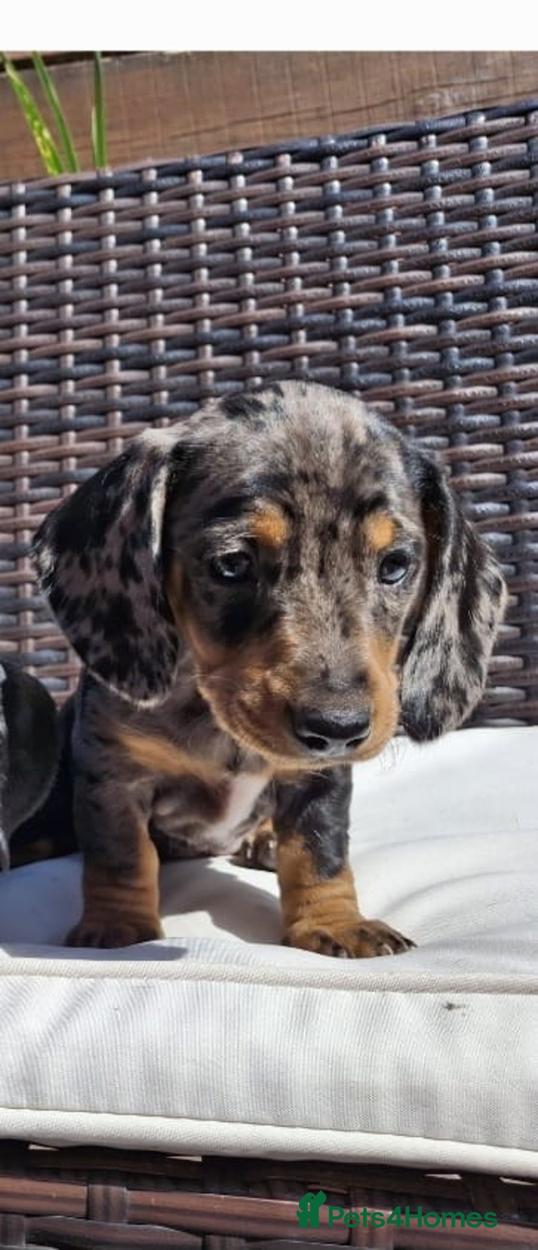 Dachshund dogs for sale: Dachshund puppies 🐶  - Image 12