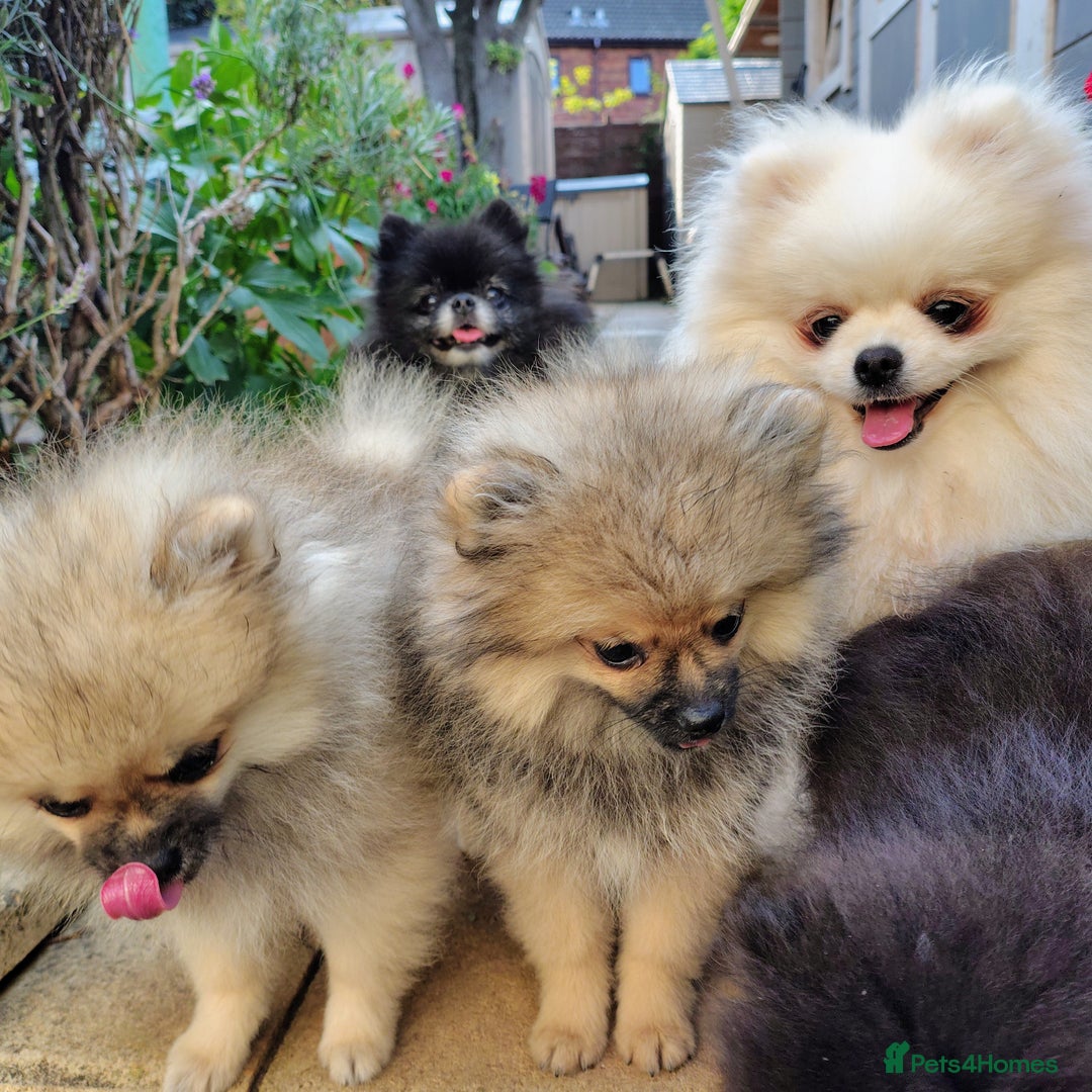 Pomeranian dogs for sale: Pom puppys with Kc reg , pedigree for sale - Image 24
