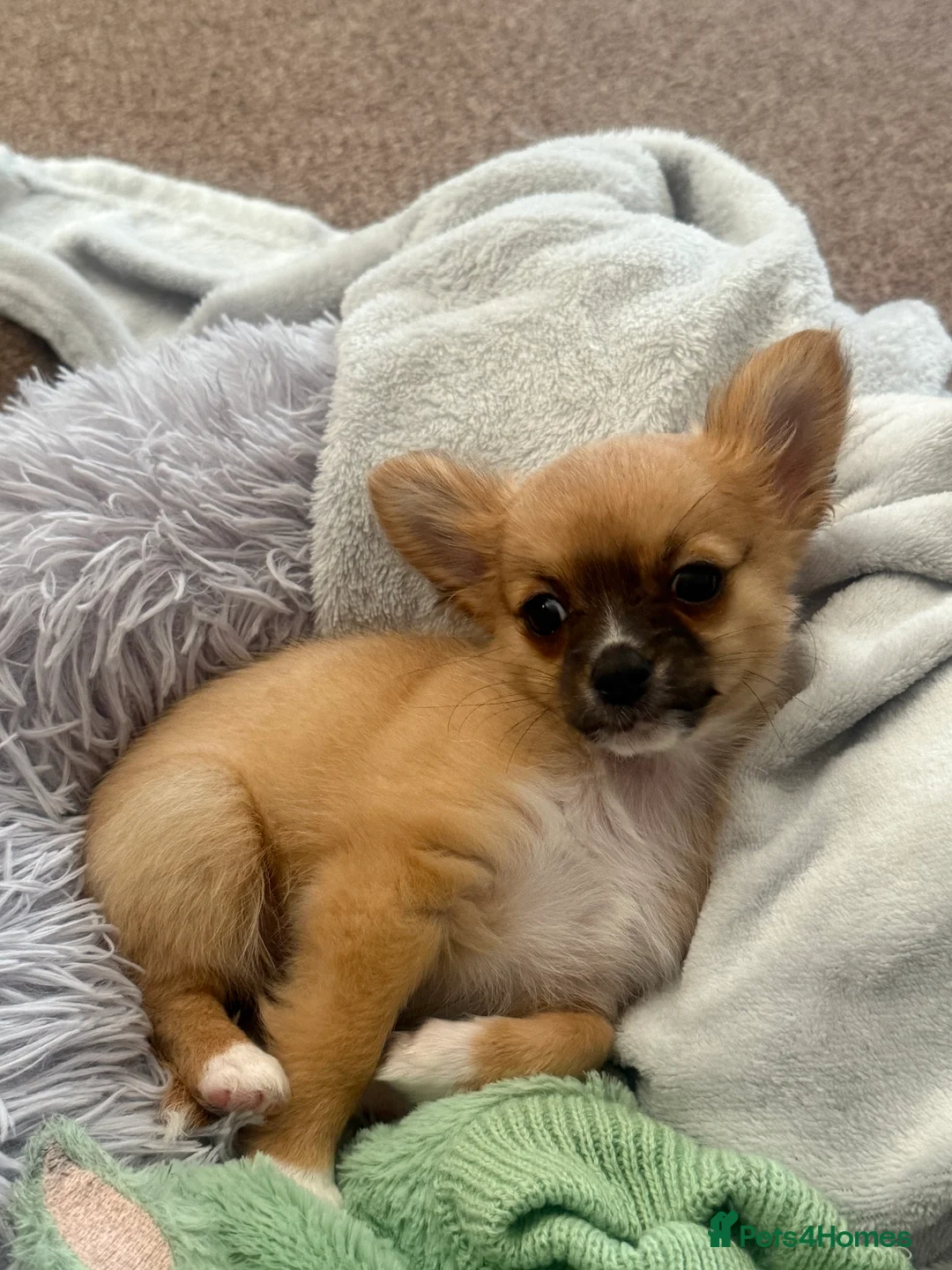 Chihuahua dogs for sale: 8 month Chihuahua  in Frome - Advert 3