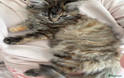 Persian cats for sale: Beautiful Persian x long haired kitten  - Image 9