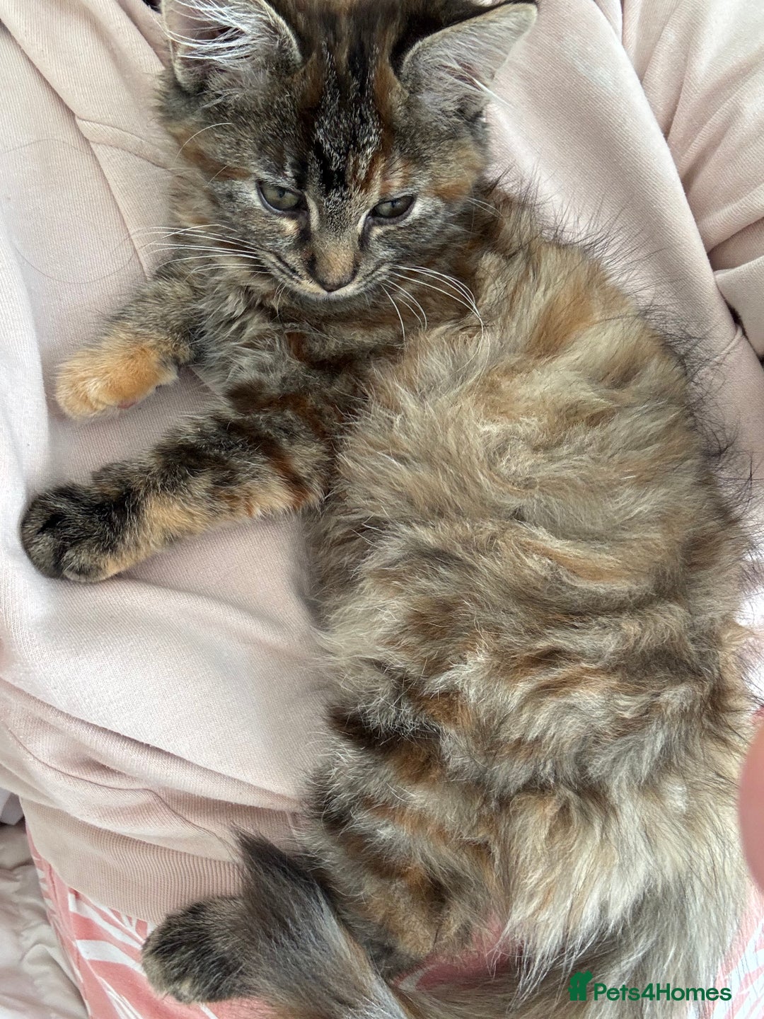Persian cats for sale: Beautiful Persian x long haired kitten  - Image 9