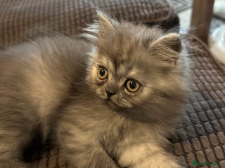 Persian cats 2 gorgeous, mischievous baby boys💙 - Advert 13