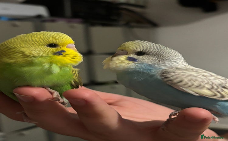 Budgerigars birds - Advert 9