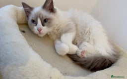 Ragdoll cats for sale: Sweet Ragdoll Cat for sale (GCCF Registered) - Image 4