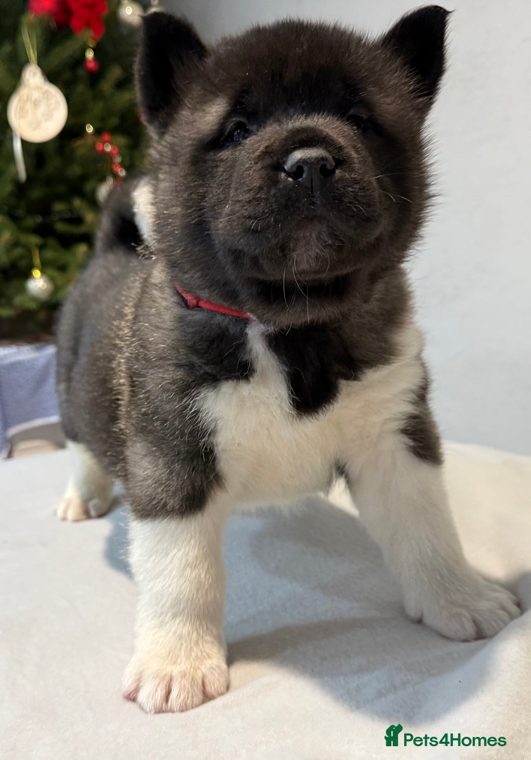 Akita dogs for sale: AMERICAN AKITA LOOKING FOR HOME - Advert 26