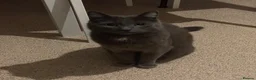 Russian Blue cats for sale: Pluto in London - Advert 8