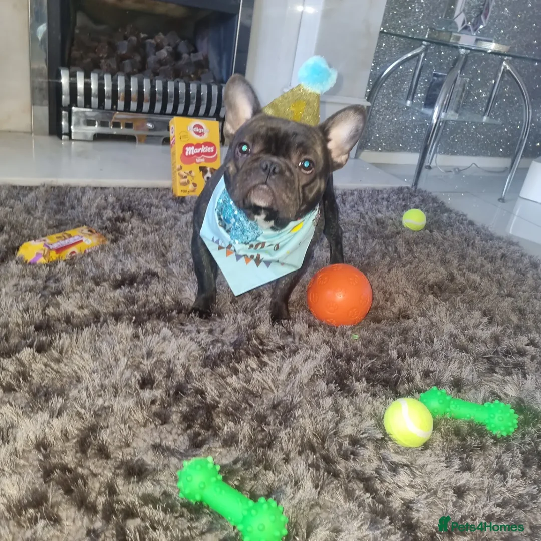 French Bulldog dogs for stud: StUd Frenchie - Advert 2