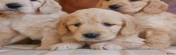 Mini Goldendoodle dogs for sale: Quality Health Tested F1 Miniature Goldendoodles  - Advert 4