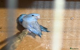 Lovebirds birds for sale: Parrotlet pair   - Image 1