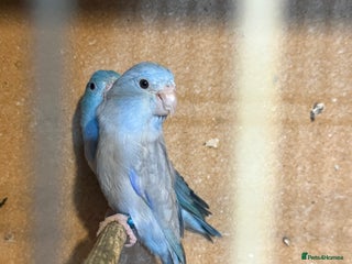 Lovebirds birds - Advert 1