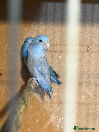 Lovebirds birds - Advert 1