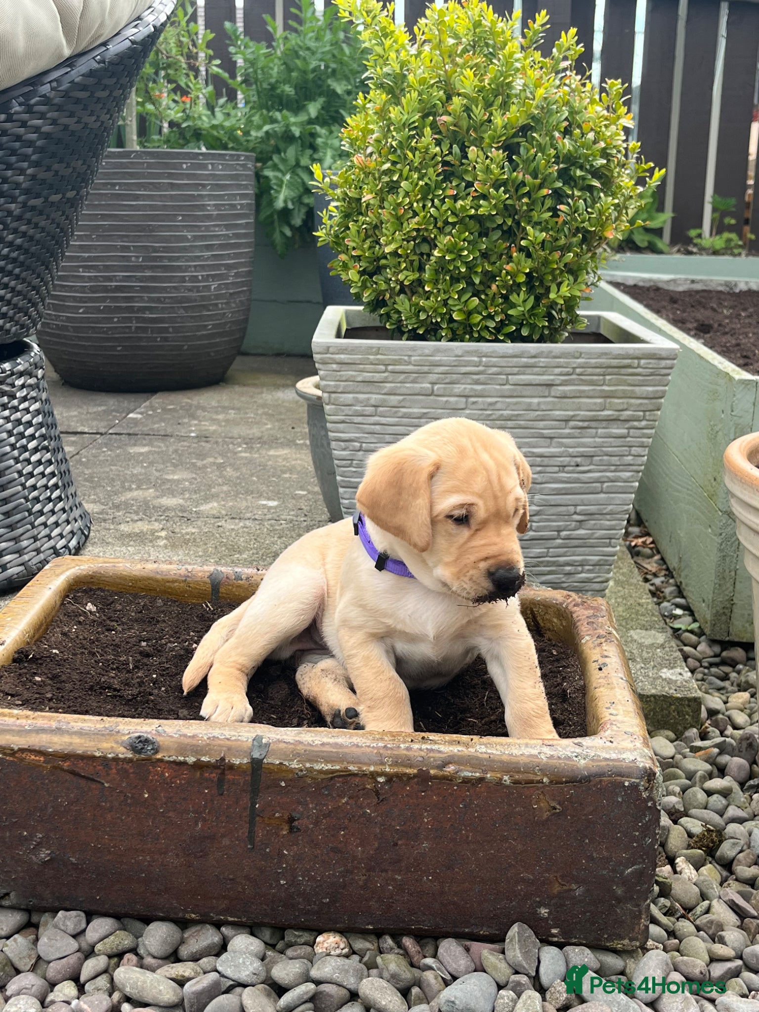 Labrador Retriever dogs for sale: Stunning Labrador pups - Advert 6