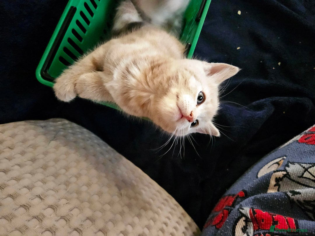 Mixed Breed cats for sale: Cute babies!😸😸😸 - Advert 13