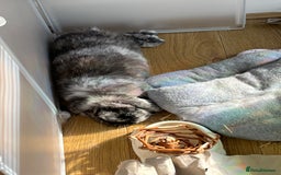 Mini Lop rabbits for sale: Earl Grey  - Image 2