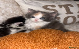 RagaMuffin cats for sale: Ragamuffin kittens for sale  - Image 10
