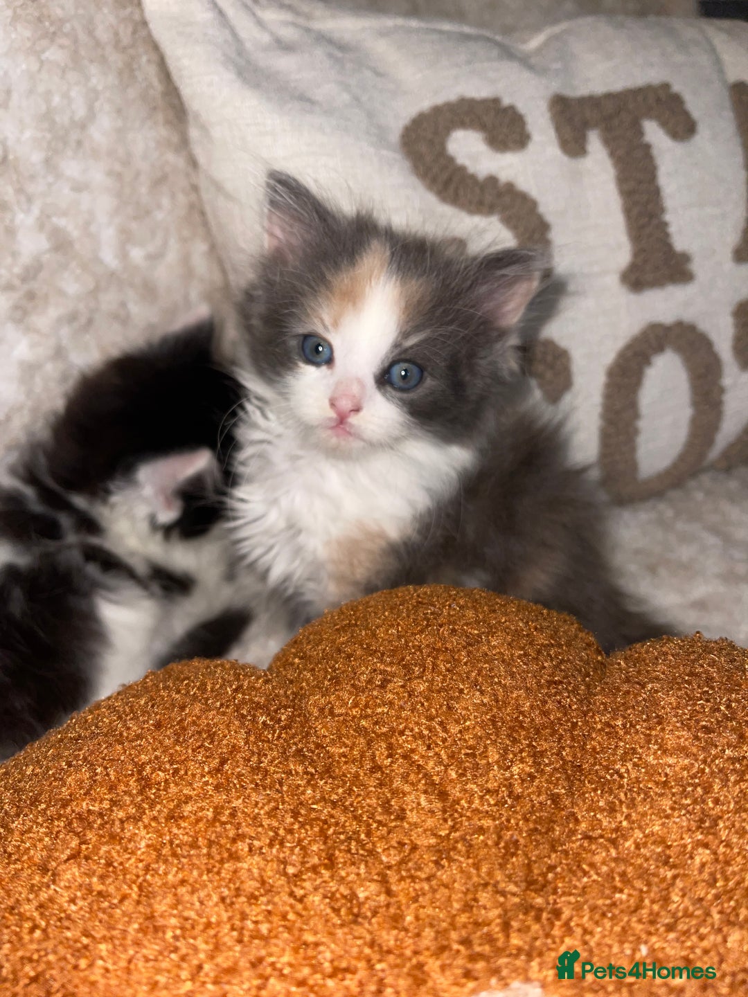RagaMuffin cats for sale: Ragamuffin kittens for sale  - Image 10