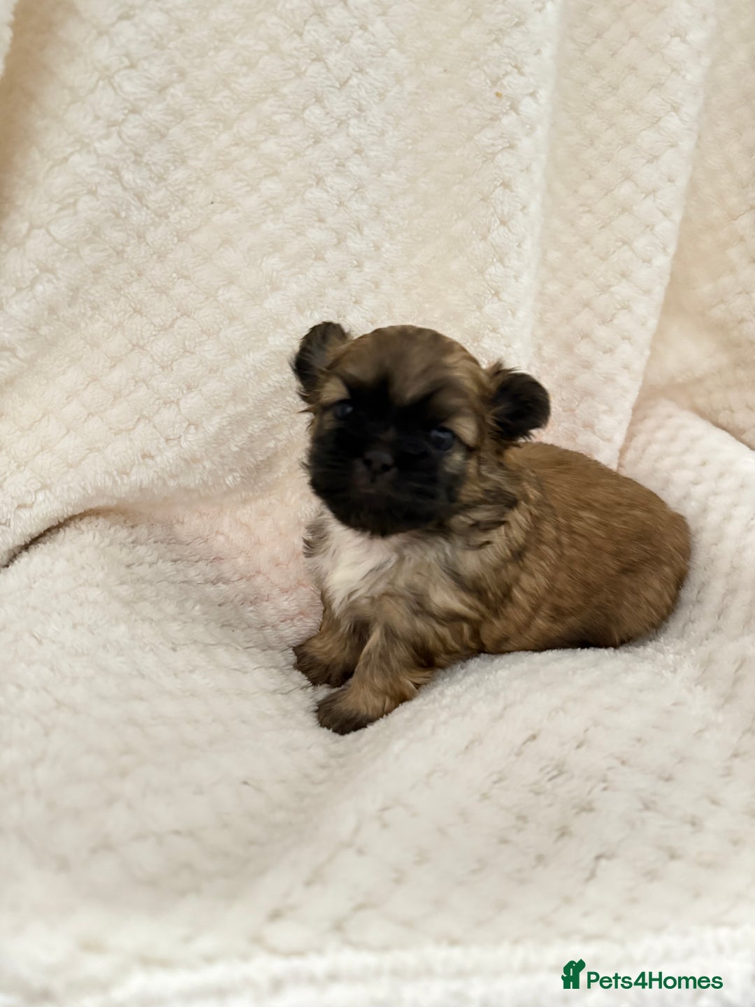 Shih Tzu dogs for sale: Shih tzu puppies  - Advert 11