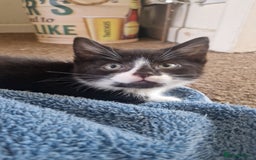 Mixed Breed cats for sale: 2 Beautiful Black & White Kittens - Image 5