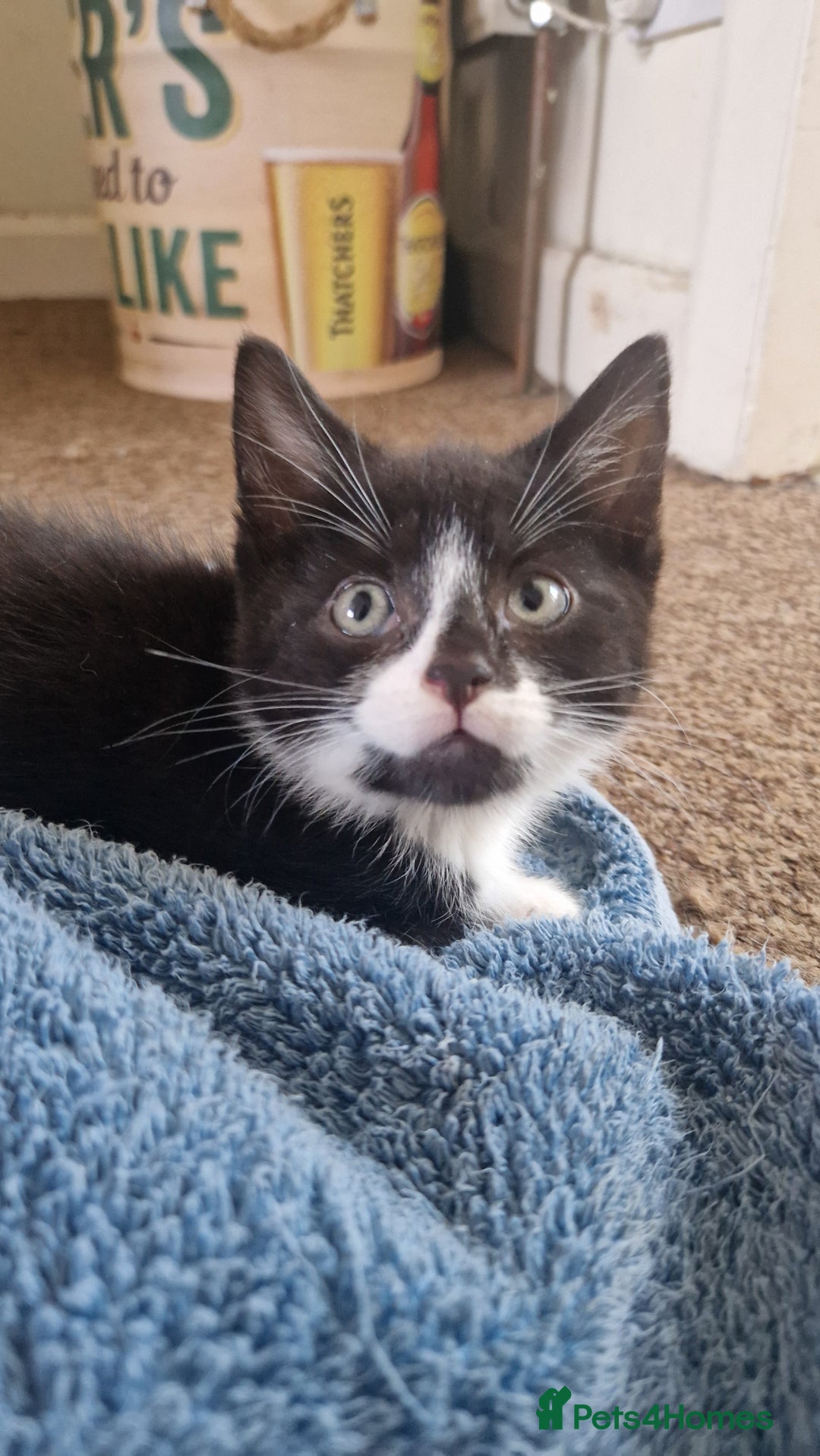 Mixed Breed cats for sale: 2 Beautiful Black & White Kittens - Image 5