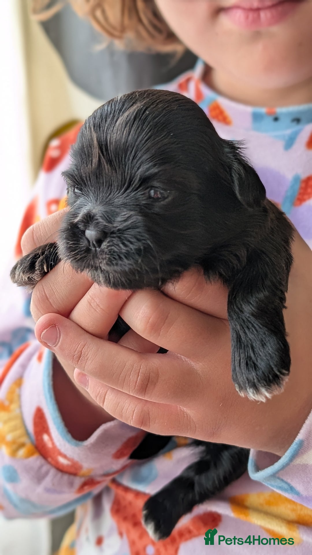 Shih Tzu dogs for sale: KC reg puppies LAST GIRL LEFT  - Advert 15