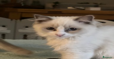 Ragdoll cats - Advert 16