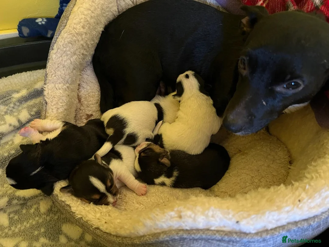 Mixed Breed dogs for sale: Jack Chi puppies, 5 boys, ready end of Feb - Advert 4