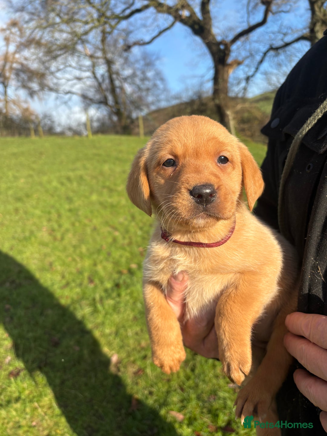 Labrador Retriever dogs for sale: KC Registered Litter of 9 fox red Labrador Puppies - Advert 5