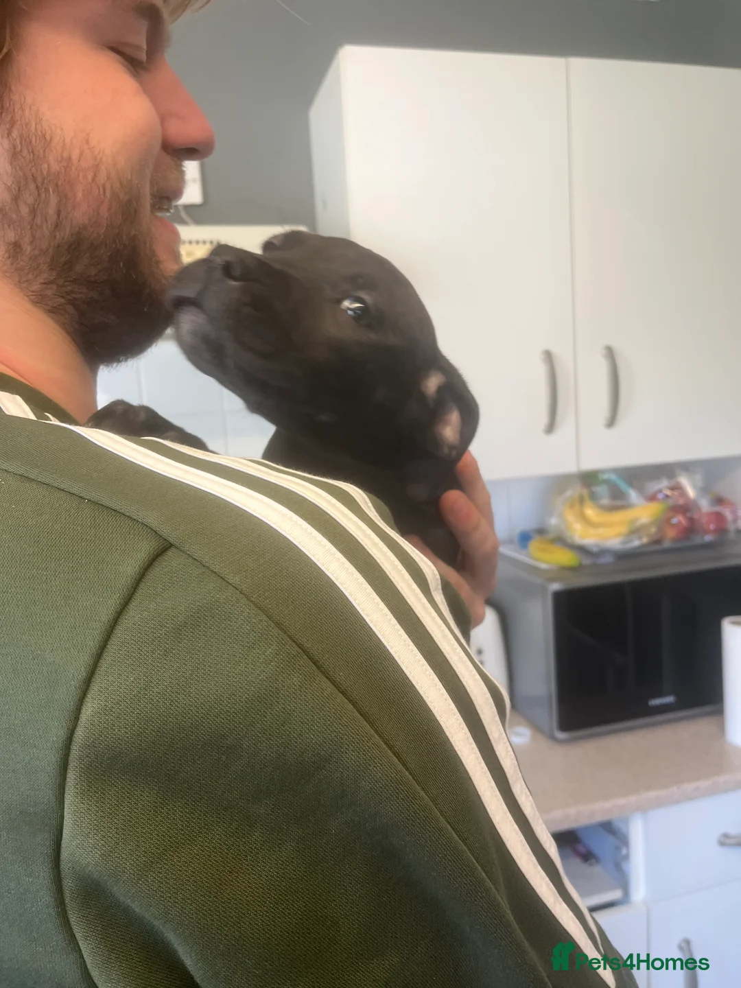 Mixed Breed dogs for sale: Staff x cane Corso  in Norwich - Advert 7