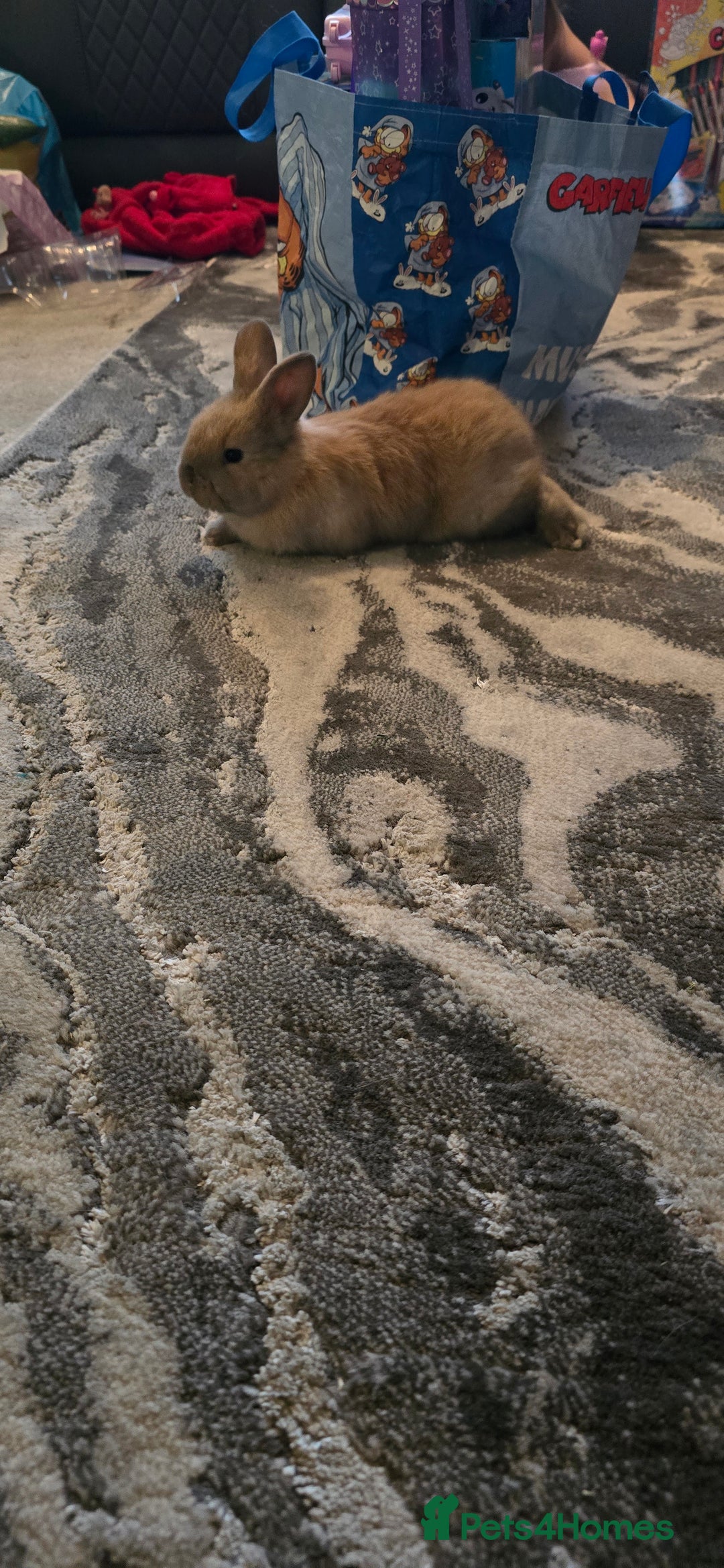 Lionhead rabbits for sale: Female baby rabbit - Advert 4