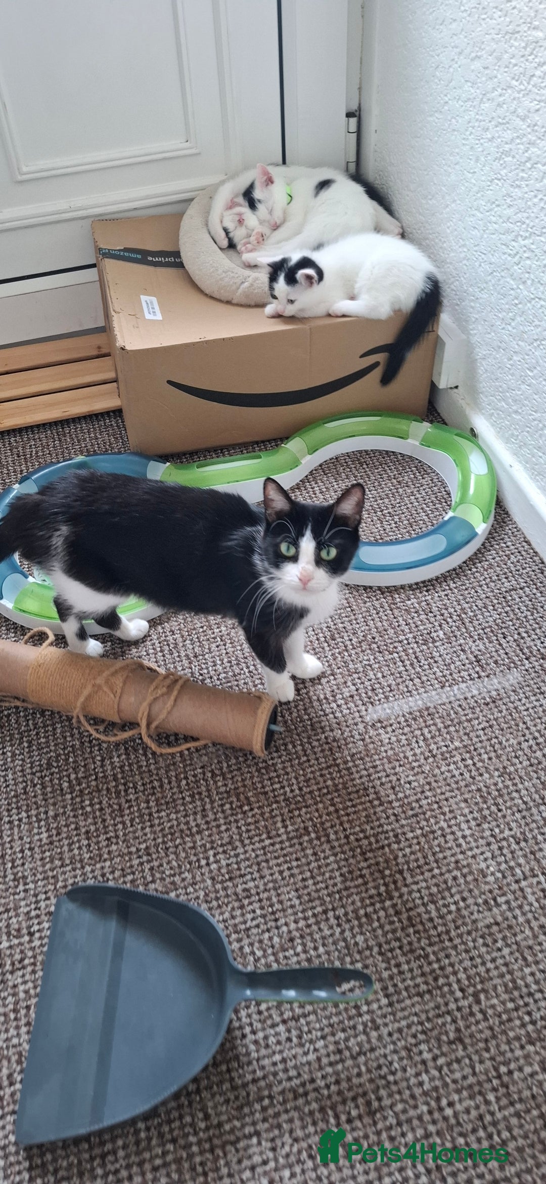 Mixed Breed cats for sale: Cute Furry Friends Ready to find new home. - Image 30