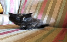 Mixed Breed cats for sale: Violet’s kittens - Image 7